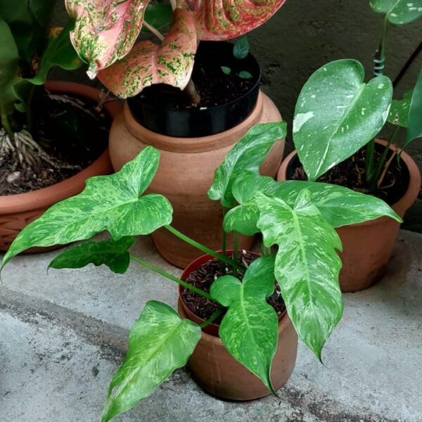 philodendron golden dragon lime fiddle