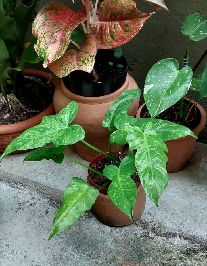 philodendron golden dragon lime fiddle