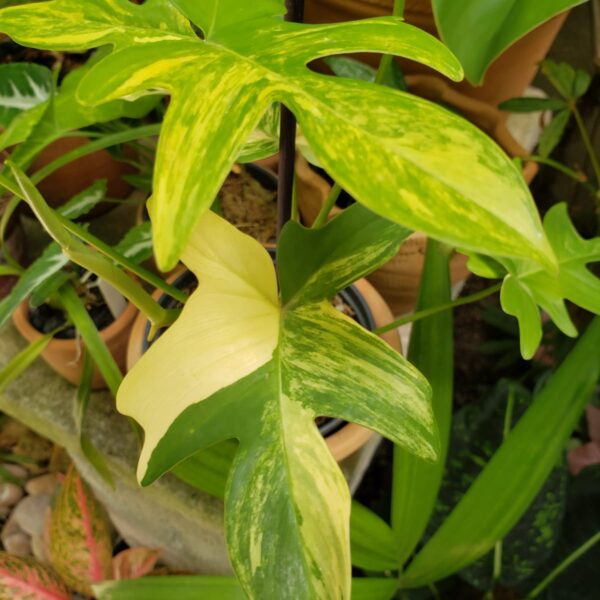 Philodendron pedatum Variegata