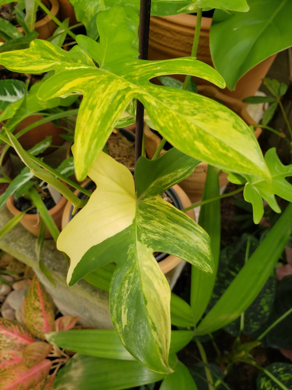 Philodendron pedatum Variegata