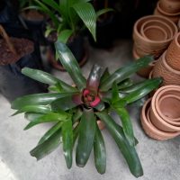 Bromelia neoregelia