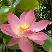 nelumbo nucifera (flor de lotus)